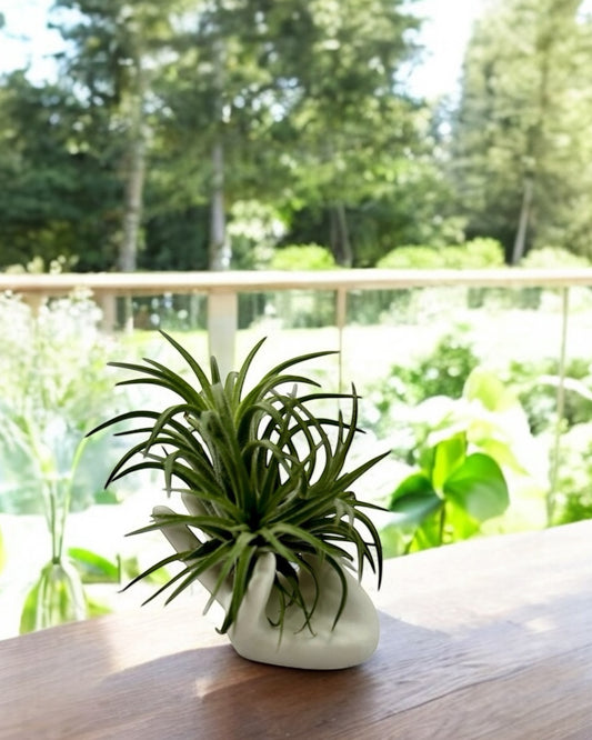 Palm – Hand-Shaped Holder