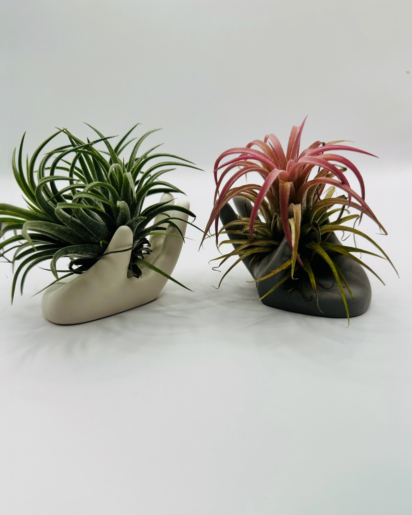 Palm – Hand-Shaped Holder